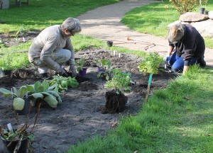 Lægeplanter